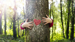 Il superpotere degli alberi